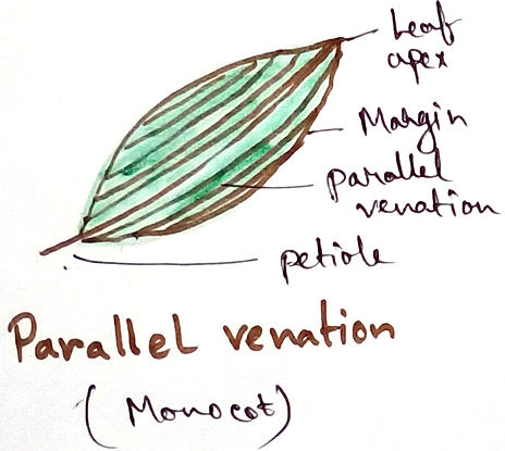 Monocotyledonous and Dicotyledonous Plants | Primary Dicot Stem