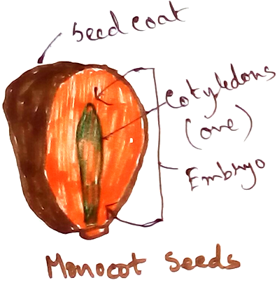 Monocot Seed