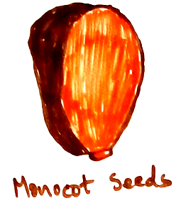 Monocot Seeds