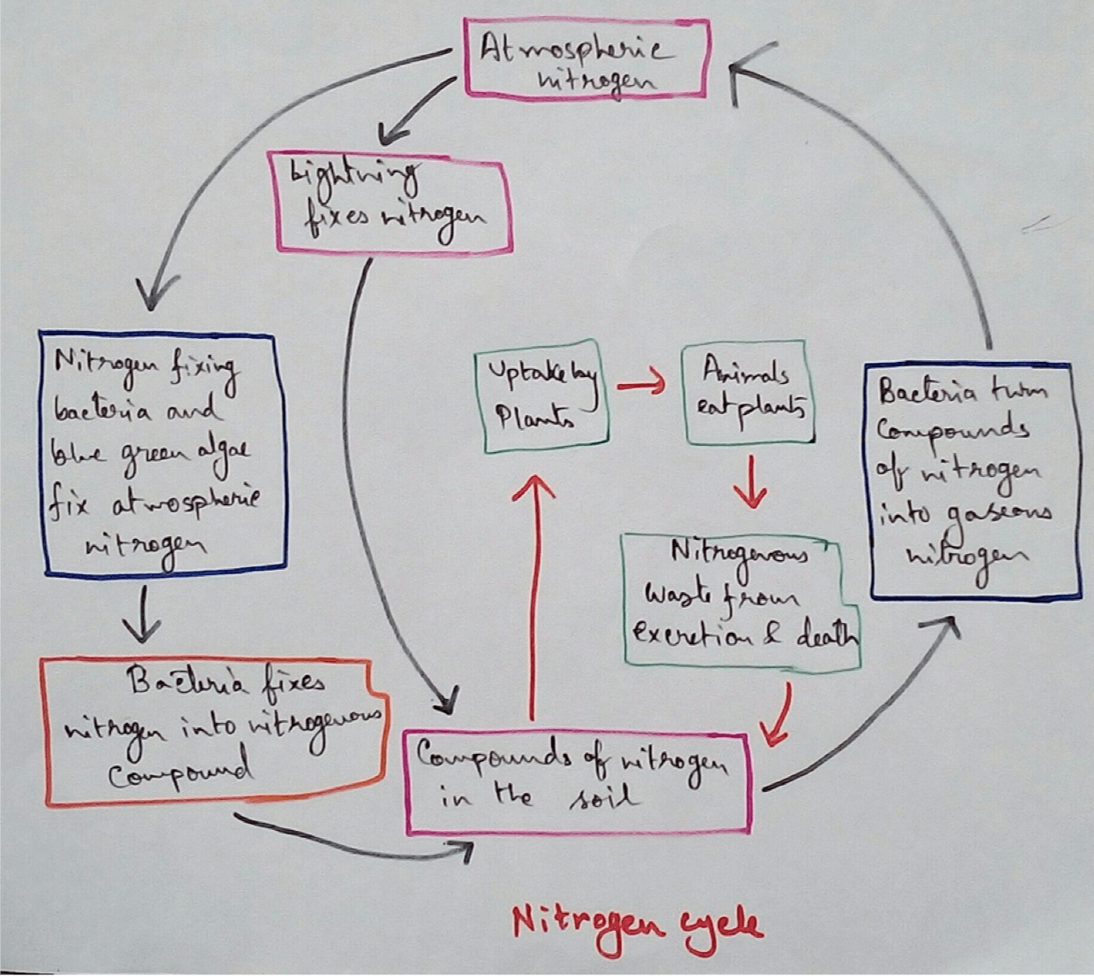 Nitrogen Cycle