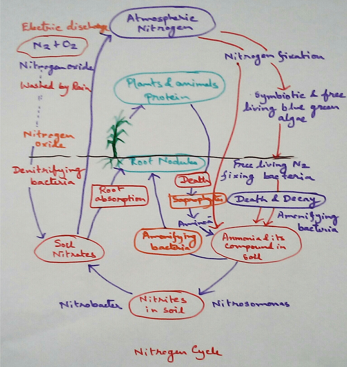 Metabolism of Nitrogen nitrogen cycle biological nitrogen fixation-  We all know that our atmosphere has 78% of the Nitrogen gas which is one of the essential constituent of all living organisms. Nitrogen cycle is a type of biogeochemical cycle, this term was first coined by