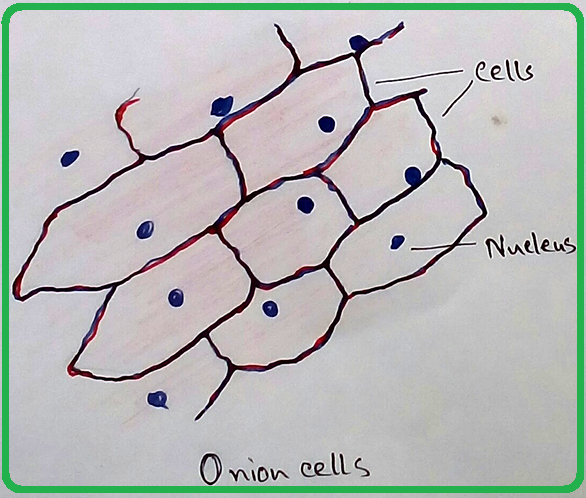 onion cell experiment