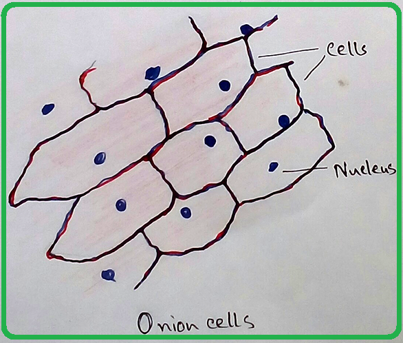 onion epidermal cells under microscope