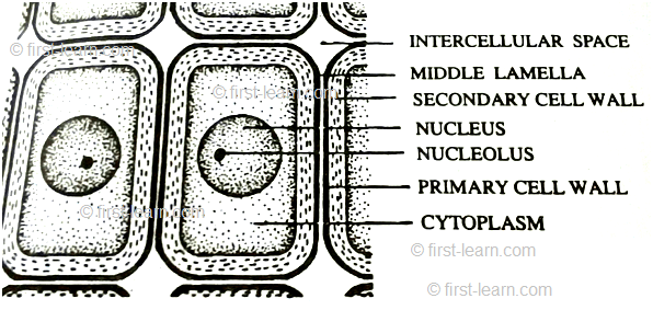 Definition of cell wall- The thick and rigid , nonliving covering present just outside the plasma membrane of plant cells is called cell wall. It is discovered by Robert Hooke in 1665 while observing cell in the section of cork.