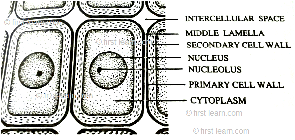 Cell Wall | Definition of Cell Wall Lamella|Primary, Secondary