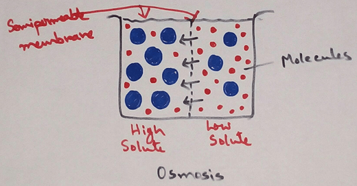 This is a physical phenomenon of net flow of solvent molecules from a solution of lower concentration to a solution of higher concentration through a semi permeable membrane (a membrane which allows only the solvent molecules and not the solute molecules