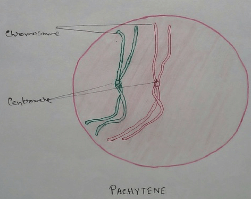 Pachytene