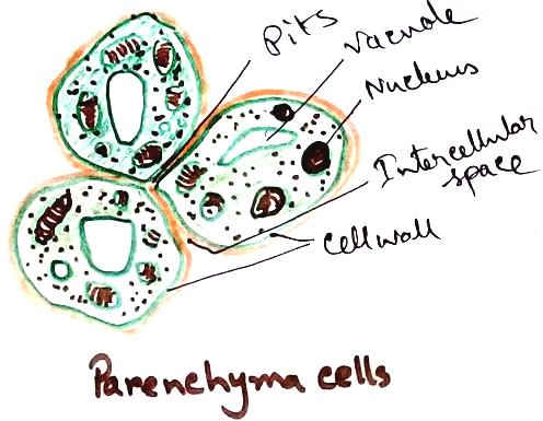 Parenchyma Cells
