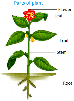 Resultado de imagen de parts of a plant for kids