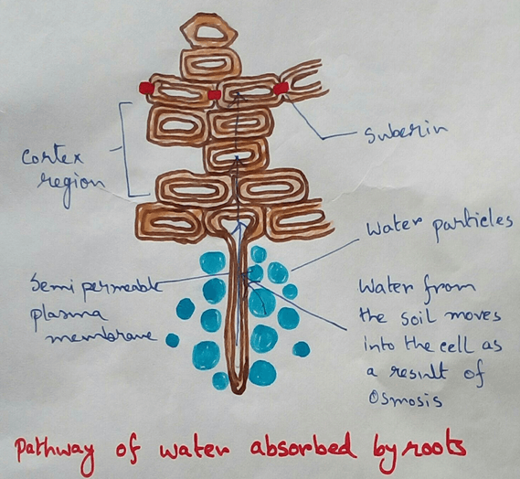 Pathway of Water Absorbed by Roots