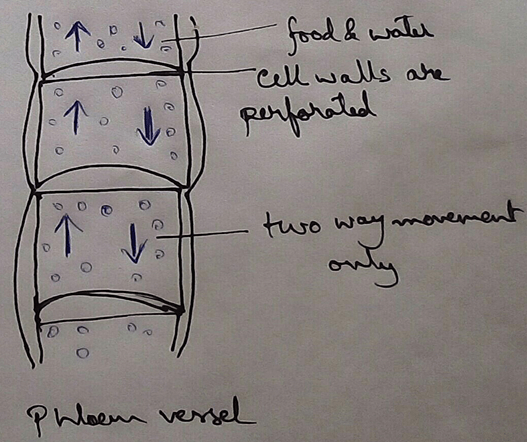 Transport of phloem saps from the sugar source to the sugar sink takes place. For the plants specifically angiosperms are observed to having pressure flow hypothesis for their phloem translocation.