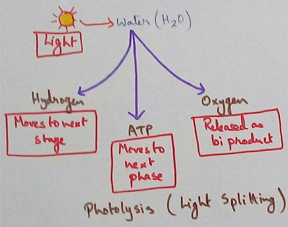 Water is very essential and important component of photosynthesis which helps in the reduction of carbon dioxide to glucose. Theterrestrial plants that absorb the soil water with the help of their root hairs by the process of osmosis and active transport, the aquatic plants