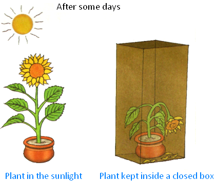 Plant kept Inside a Closed Box