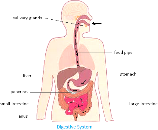 Process of Digestion