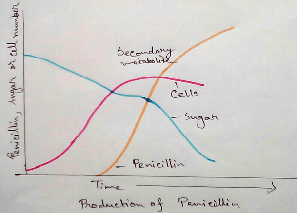 Production of Penicillin