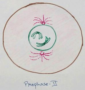 Meiosis is a complex type of cell division where a number of chromosome of the mother cell is reduced to the haploid number of chromosome in daughter cell.