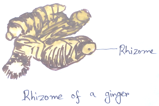 Rhizome of a Ginger