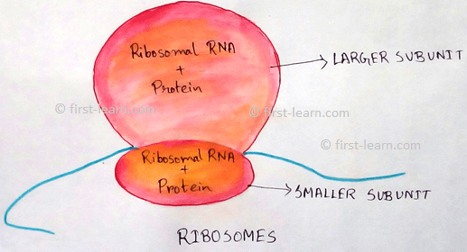 what are ribosomes