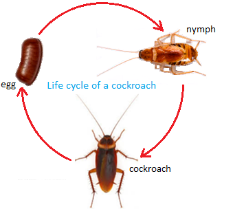 Cockroach's Life Cycle - Egg, Baby, and Adult Stages