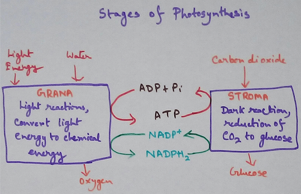 ATP and ADP are energy molecules Which produced during light reaction and that is utilised in the dark reaction bye release of energy. Production of ATP and ADP during light reaction Uses of ATP and NADPH- ATP and NADPH ( Nicotinamide adenine dinucleotide phosphate) are have