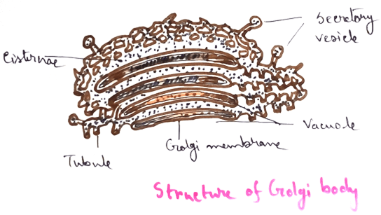 Structure of Golgi Body