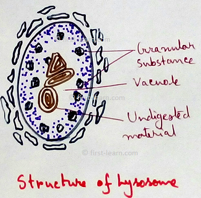 Structure of Lysosome