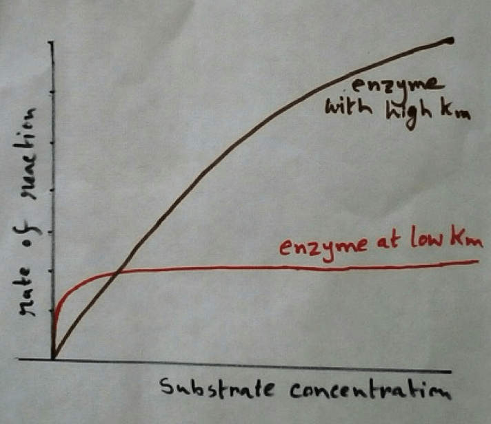 Though specific enzymes have specific substrate for their action. Their affinities for that particular substrate can be changed by different influencing factors . Factors that affect enzyme activity are –  1.Enzyme concentration- If the amount of substrate is more than the