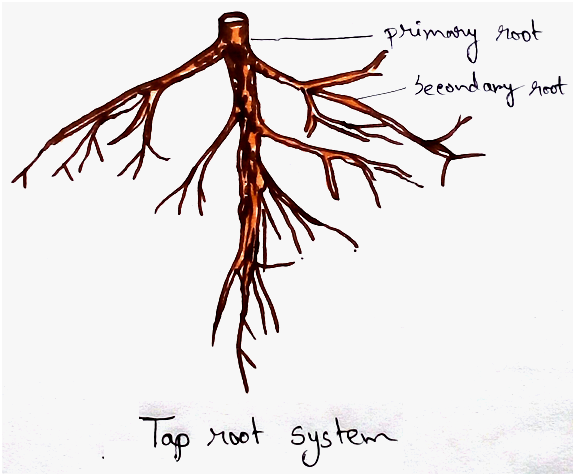 Tap Root System