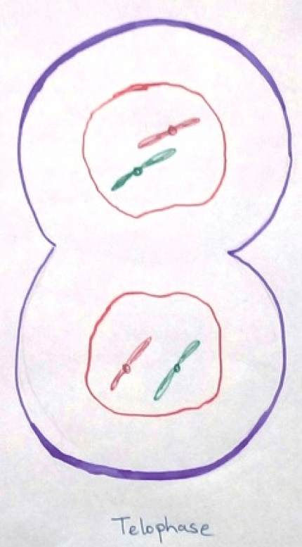 Telophase