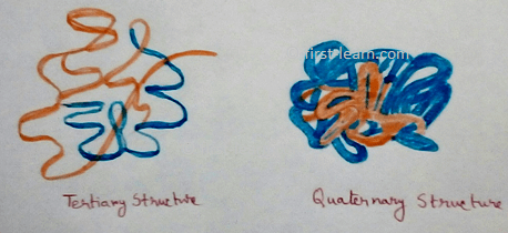 Tertiary and Quaternary Structure
