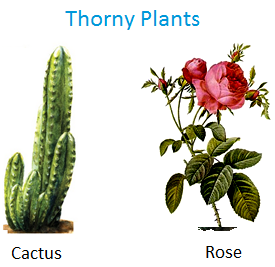 thorny-plants