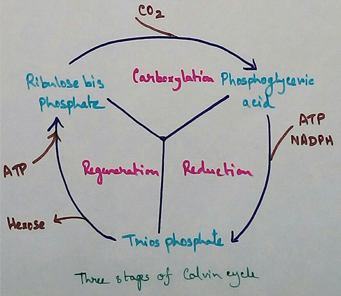 Three Steps of Calvin Cycle