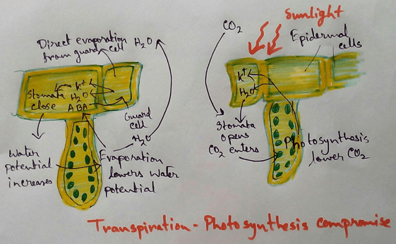 Photosynthesis is a biochemical process by which green plants make their own food in presence of water, carbon dioxide, sunlight is called photosynthesis. This is the process where chemical energy is stored in the glucose and later it is released as energy for performing