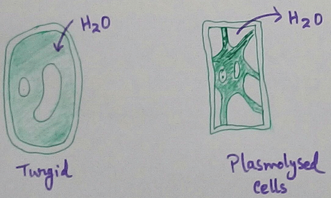 Turgid and Plasmolysed Cells