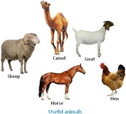 Useful Animals