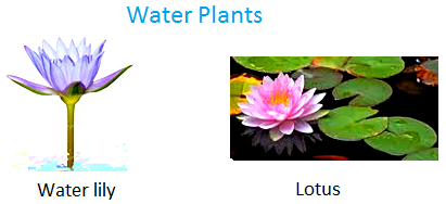 Water Plants, Water lily, lotus, water chestnut