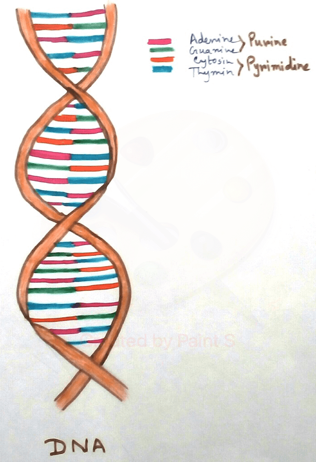 Definition of nucleic acid-  It is a biomolecules present in almost all living beings, able replicate itself and is the major components of chromosome that carries genetic information. This are made up of carbon, hydrogen, oxygen, nitrogen and phosphorus.