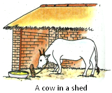 A Cow in a Shed