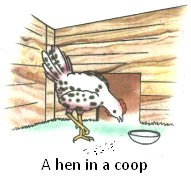 A Hen in a Coop