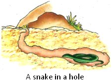 A Snake Lives in a Hole