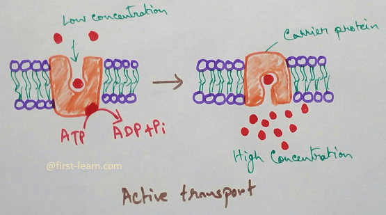 There are different mechanisms for the transport like diffusion, Osmosis, active transport, facilitated diffusion etc. Mainly we can divide the entire transport process into two those are- active transport and passive transport. Passive transport includes diffusion osmosis