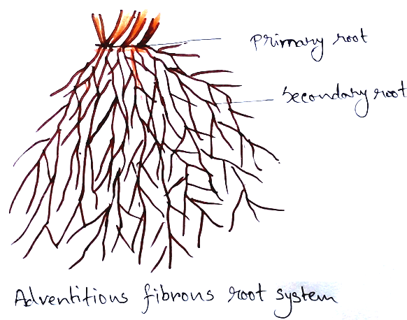 Adventitious Fibrous Root System