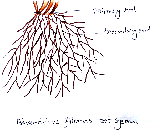 Adventitious Root System