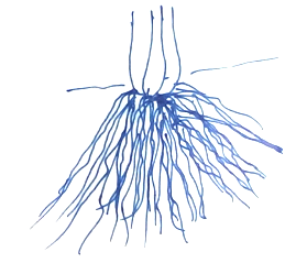 Adventitious Root