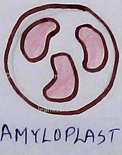 Plastids are semi-autonomous cell organelles which are surrounded by double membrane envelope, take part in storage and synthesis of organic compounds which occurred in some plant and protistans.Plastidome consists of  all the whole plastids complex of cell.