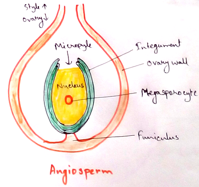 Angiosperms