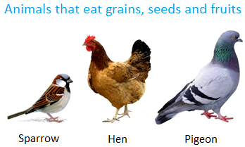 Animals that Eat Grains, Seeds and Fruits