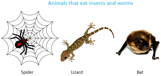 Animals that Eat Insects and Worms