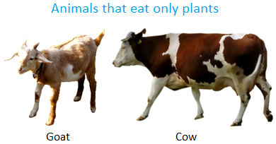 Animals that Eat Only Plants