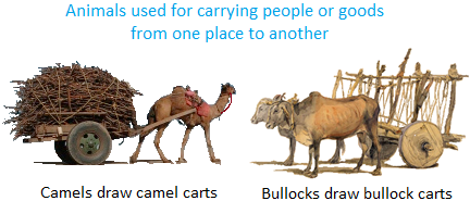 Animals used for Transport, Ploughing, etc.